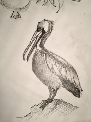 Serious pelican draft